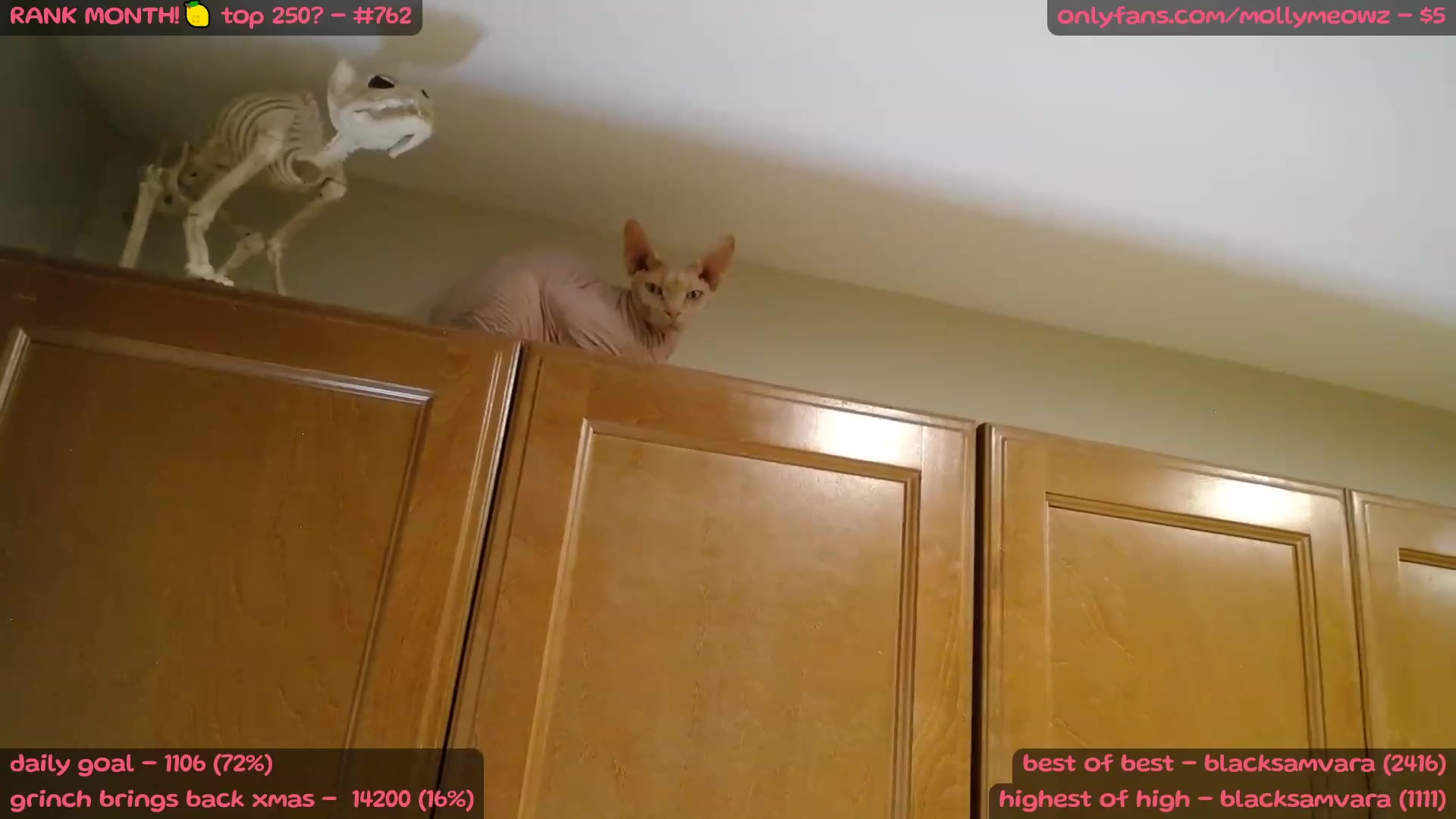 MollyMeowz video thumbnail