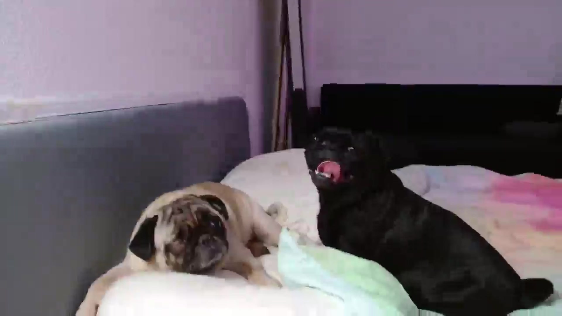 FunnyMinni video thumbnail