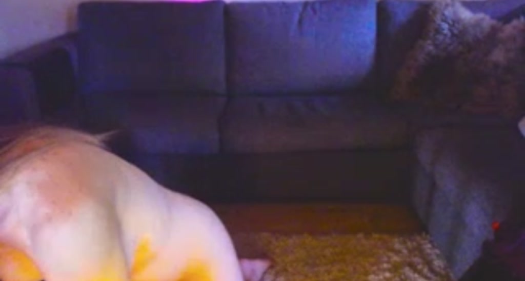 AnyaFox video thumbnail