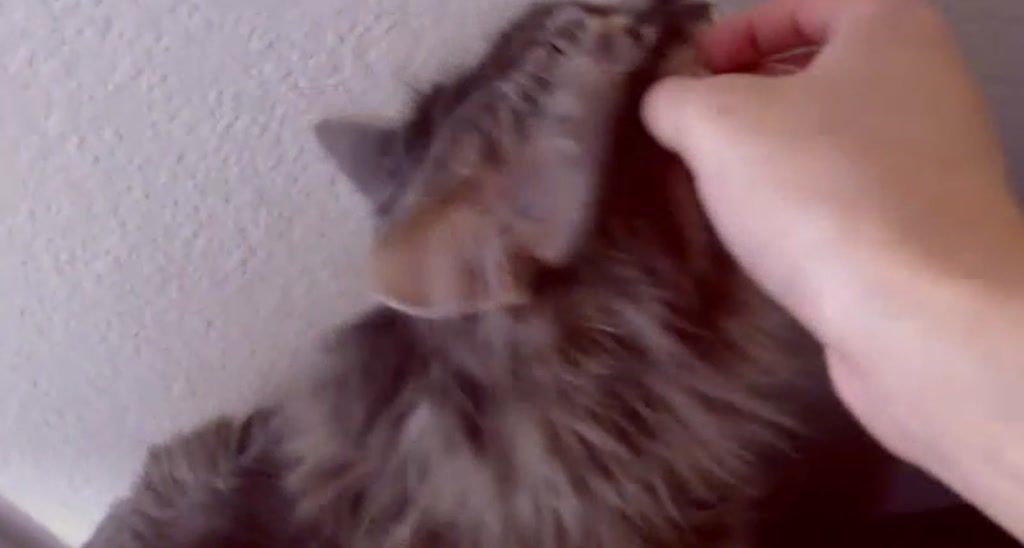 CosmicNeko video thumbnail