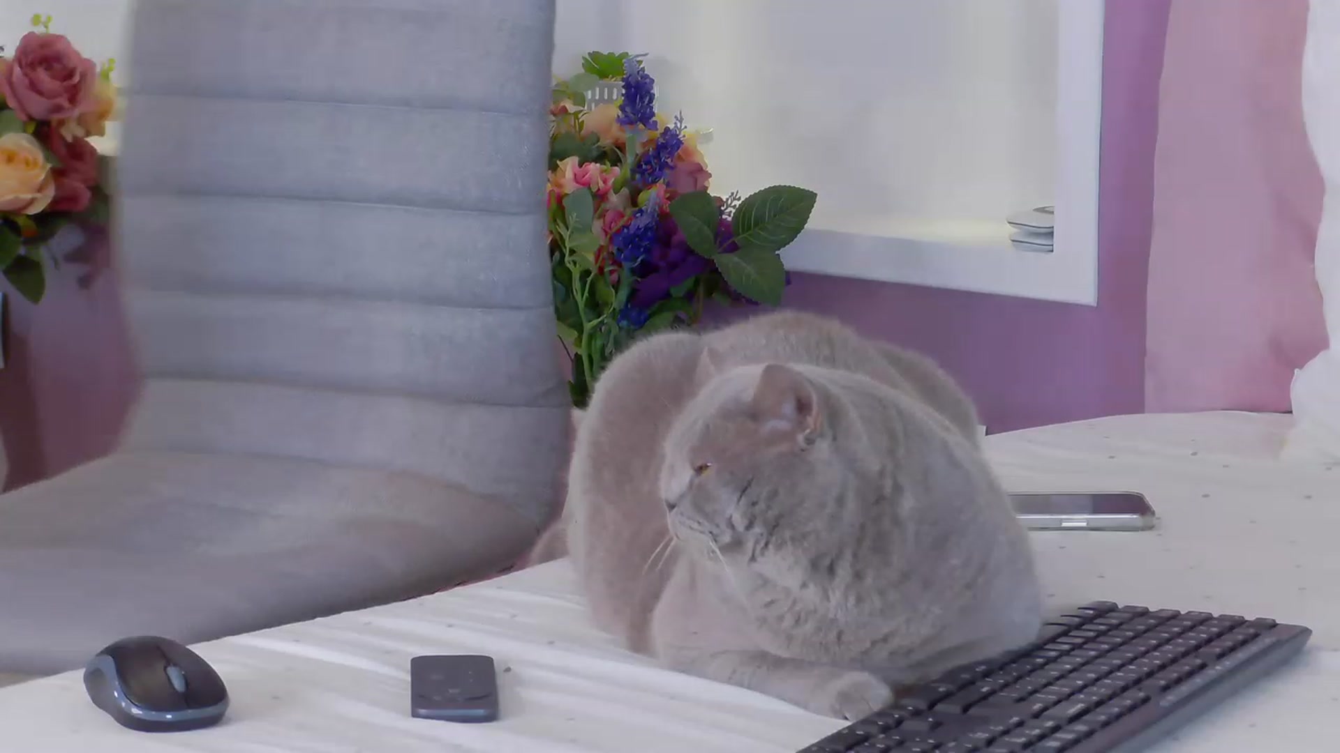 AdySweet video thumbnail
