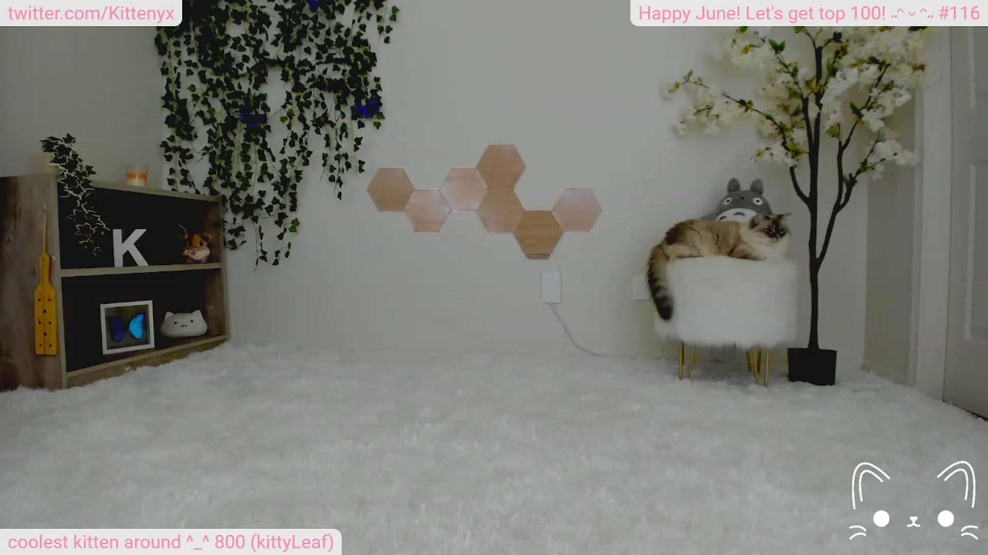 Kittenyx video thumbnail