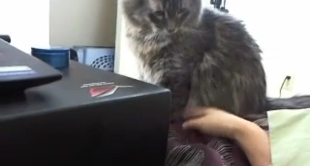 CosmicNeko video thumbnail