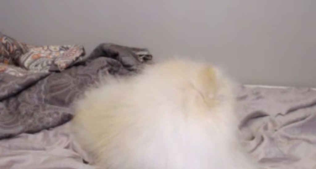 LovelyKittie video thumbnail