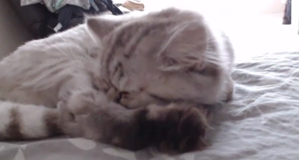 AngryKat video thumbnail