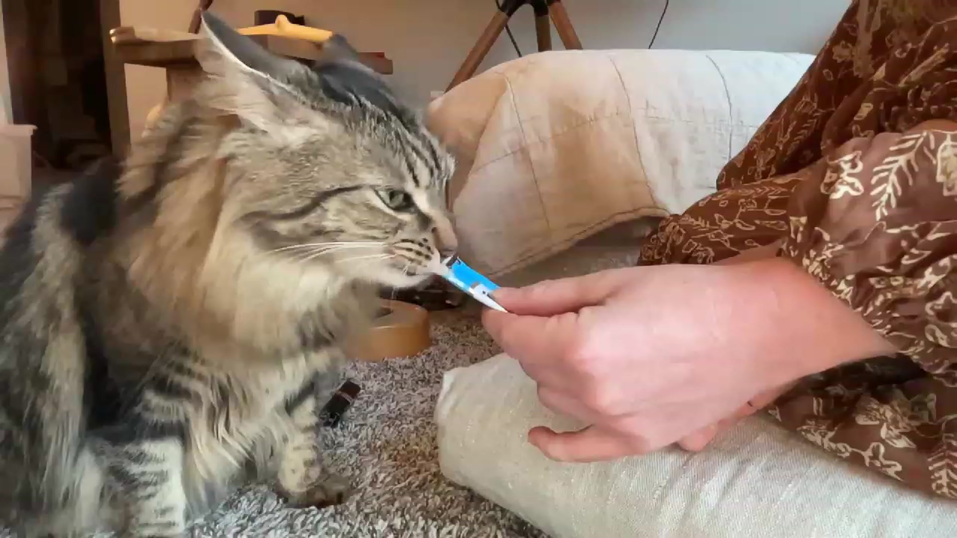 IndigoWild video thumbnail