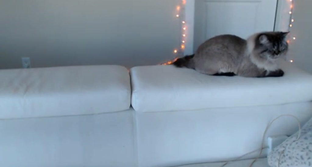Mollyboots video thumbnail