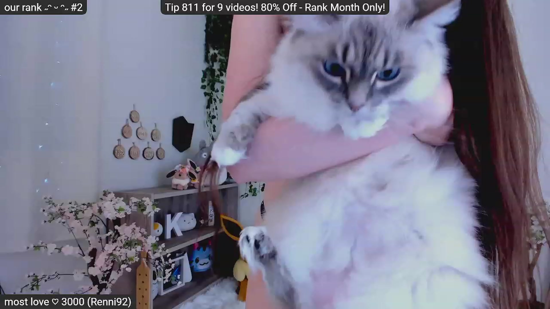 Kitty video thumbnail