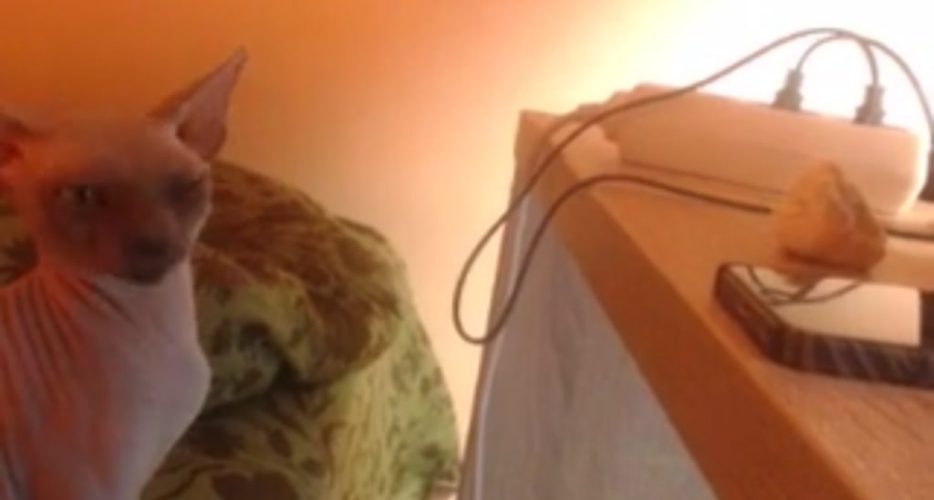 A_Young_fox video thumbnail