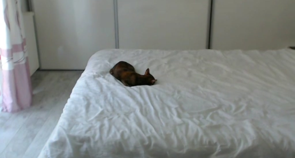 Microbuns video thumbnail