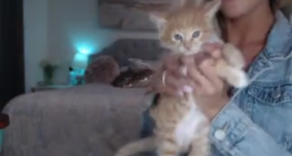 Queen_Bambi video thumbnail