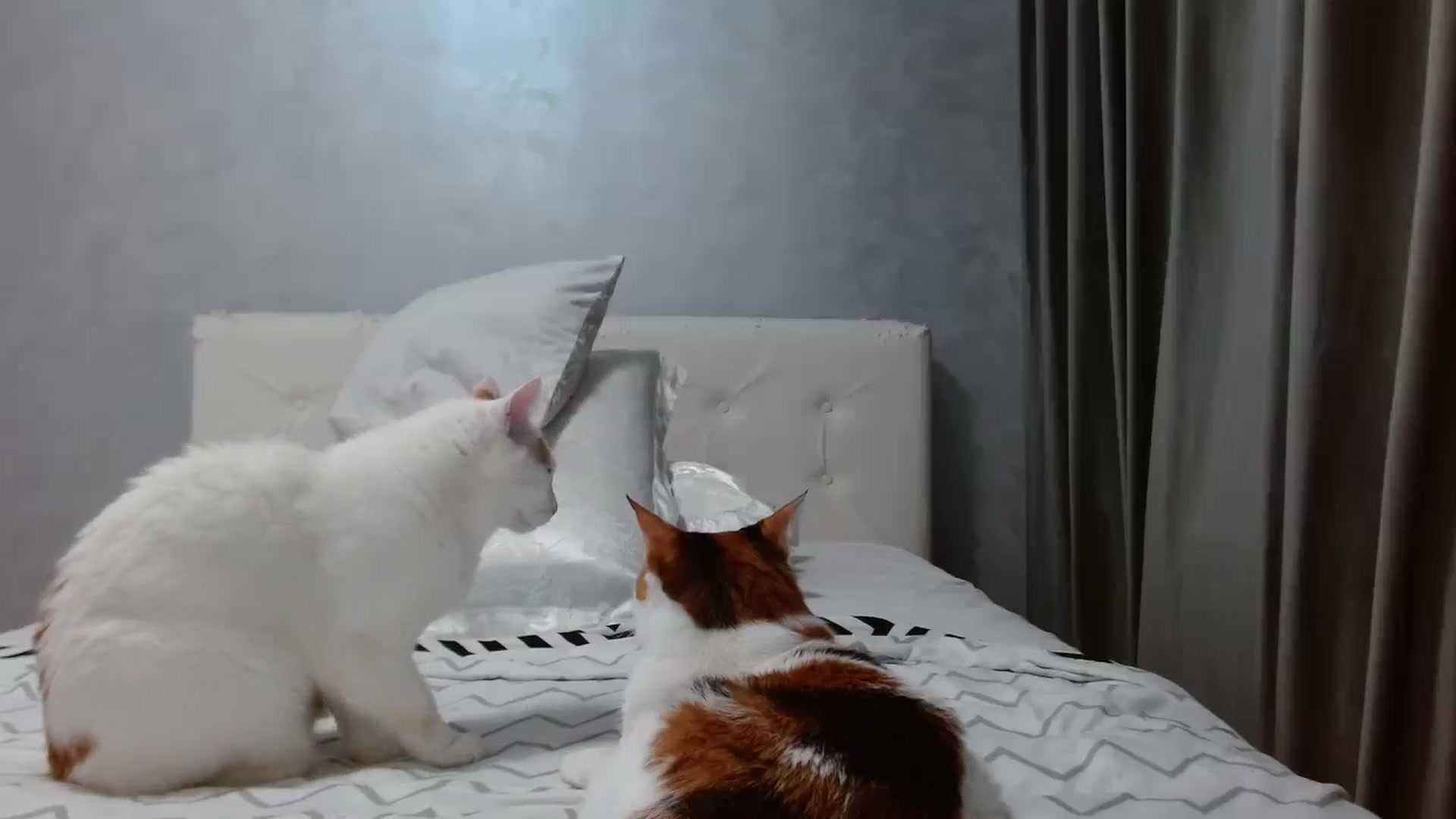 Aahh_Emilia video thumbnail