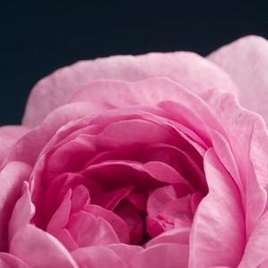 Kathryne's Avatar