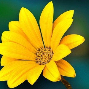 Helennelseon's Avatar