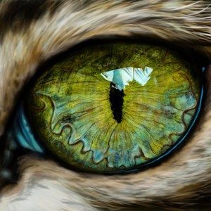 Ferre_Rose's Avatar